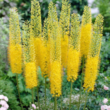 Carica l'immagine nel visualizzatore di Gallery, Eremurus "Solid Yellow"