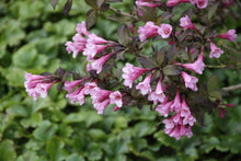 Carica l'immagine nel visualizzatore di Gallery, Weigela Florida "Nana Purpurea"