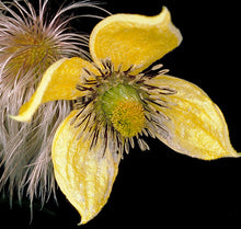 Carica l'immagine nel visualizzatore di Gallery, Clematis Tangutica