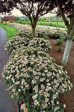 Carica l'immagine nel visualizzatore di Gallery, Viburnum Davidii