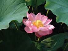 Carica l'immagine nel visualizzatore di Gallery, Nelumbium Nucifera Rosea