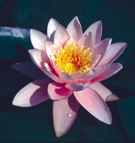 Carica l'immagine nel visualizzatore di Gallery, Nymphea Marliacea Rosea