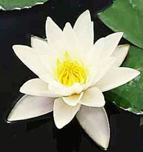 Carica l'immagine nel visualizzatore di Gallery, Nymphaea Marliacea Albida