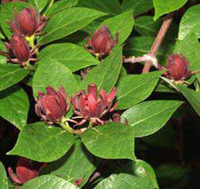 Carica l'immagine nel visualizzatore di Gallery, Calycanthus Fertilis