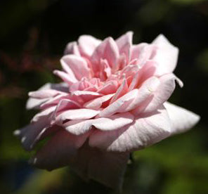 Rosa "Bloomfield Abundance"