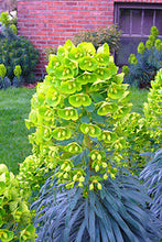Carica l'immagine nel visualizzatore di Gallery, Euphorbia Characias "Wulfenii"