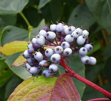 Carica l'immagine nel visualizzatore di Gallery, Cornus Alba Sibirica "Pearls"
