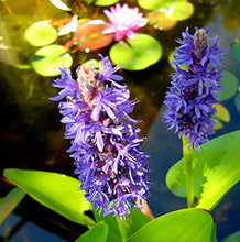 Carica l'immagine nel visualizzatore di Gallery, Pontederia Cordata
