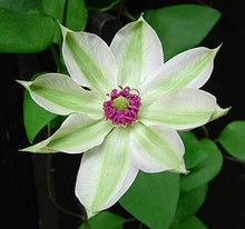 Carica l'immagine nel visualizzatore di Gallery, Clematis Hybrida "Miss Bateman"