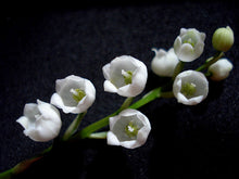 Carica l'immagine nel visualizzatore di Gallery, Convallaria Majalis