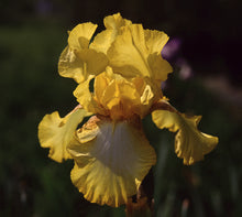 Carica l'immagine nel visualizzatore di Gallery, Iris Barbata Alta "Radiant Apogee" in vaso