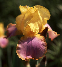 Carica l'immagine nel visualizzatore di Gallery, Iris Barbata Alta "Sunset Sky"