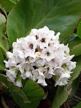 Carica l'immagine nel visualizzatore di Gallery, Bergenia Hybrida "Bressingham White"