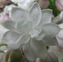 Carica l'immagine nel visualizzatore di Gallery, Syringa Vulgaris "Mme Lemoine"