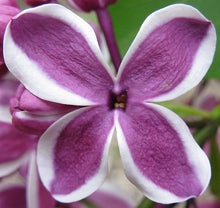 Carica l'immagine nel visualizzatore di Gallery, Syringa Vulgaris "Sensation"