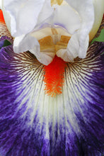 Carica l'immagine nel visualizzatore di Gallery, Iris Barbata Alta "Gypsy Lord" in vaso