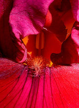 Carica l'immagine nel visualizzatore di Gallery, Iris Barbata Alta "Dynamite" in vaso