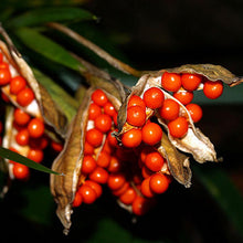 Carica l'immagine nel visualizzatore di Gallery, Iris Foetidissima