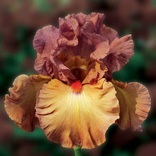 Carica l'immagine nel visualizzatore di Gallery, Iris Barbata Alta "Safari Sunset" in vaso