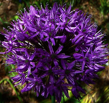 Carica l'immagine nel visualizzatore di Gallery, Allium "Gladiator"