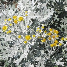 Carica l'immagine nel visualizzatore di Gallery, Senecio Cineraria