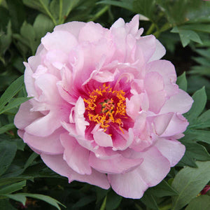 Paeonia Itoh "First Arrival"