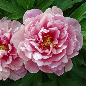 Paeonia Itoh "Pink Double Dandy"