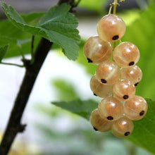 Carica l'immagine nel visualizzatore di Gallery, Ribes Rubrum "Witte Parel"