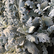 Carica l'immagine nel visualizzatore di Gallery, Senecio Cineraria