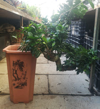 Carica l'immagine nel visualizzatore di Gallery, Bonsai Ficus ricadente