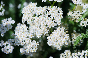 Achillea Millefolium "White Beats"