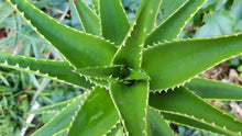 Carica l'immagine nel visualizzatore di Gallery, Aloe Vera
