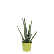 Carica l'immagine nel visualizzatore di Gallery, Aloe Vera