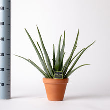 Carica l'immagine nel visualizzatore di Gallery, Aloe Vera