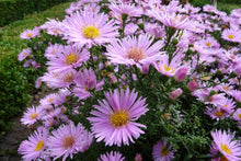 Carica l'immagine nel visualizzatore di Gallery, Aster Dumnosum "Peter Harrison"
