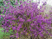 Carica l'immagine nel visualizzatore di Gallery, Callicarpa Bodinieri "Profusion"