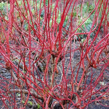 Carica l'immagine nel visualizzatore di Gallery, Cornus Alba Elegantissima