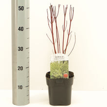 Carica l'immagine nel visualizzatore di Gallery, Cornus Alba Elegantissima