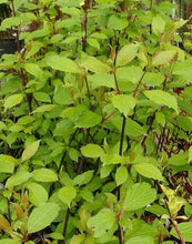 Carica l'immagine nel visualizzatore di Gallery, Cornus Alba Kesselringii