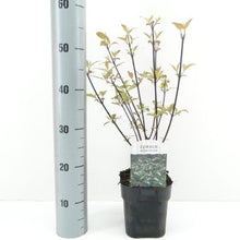 Carica l'immagine nel visualizzatore di Gallery, Cornus Alba Kesselringii