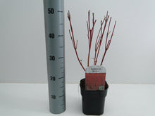 Carica l'immagine nel visualizzatore di Gallery, Cornus Alba Sibirica