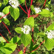 Carica l'immagine nel visualizzatore di Gallery, Cornus Alba Sibirica