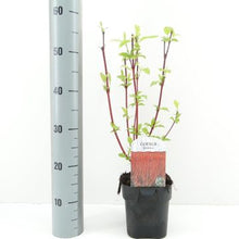 Carica l'immagine nel visualizzatore di Gallery, Cornus Alba Sibirica