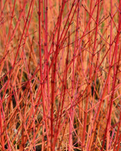 Carica l'immagine nel visualizzatore di Gallery, Cornus Sanguinea "Midwinter Fire"