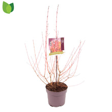 Carica l'immagine nel visualizzatore di Gallery, Cornus Sanguinea "Midwinter Fire"