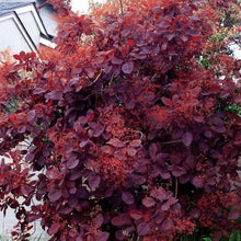 Carica l'immagine nel visualizzatore di Gallery, Cotinus Coggygria "Royal Purple"