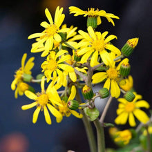 Carica l'immagine nel visualizzatore di Gallery, Farfugium Japonicum "Wavy Gravy"