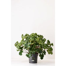 Carica l'immagine nel visualizzatore di Gallery, Farfugium Japonicum "Wavy Gravy"