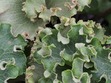 Carica l'immagine nel visualizzatore di Gallery, Farfugium Japonicum "Wavy Gravy"