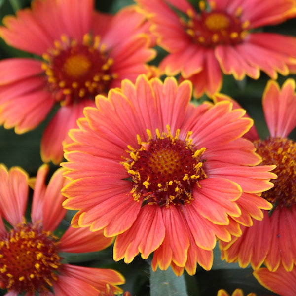 Gaillardia Aristata "Yellow Touch" Vivaio Degl'Innocenti